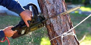 Best Tree and Shrub Care  in South Waverly, PA