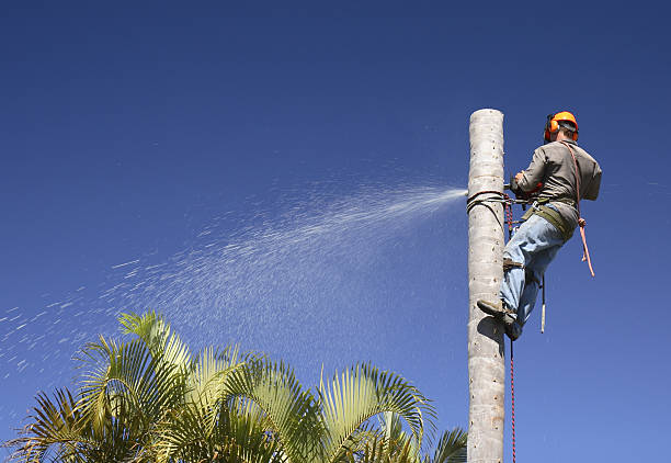 Best Storm Damage Tree Cleanup  in South Waverly, PA