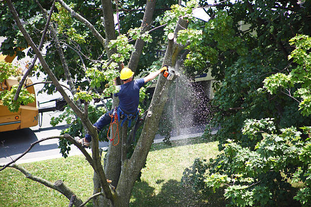 Best Tree Cabling and Bracing  in South Waverly, PA