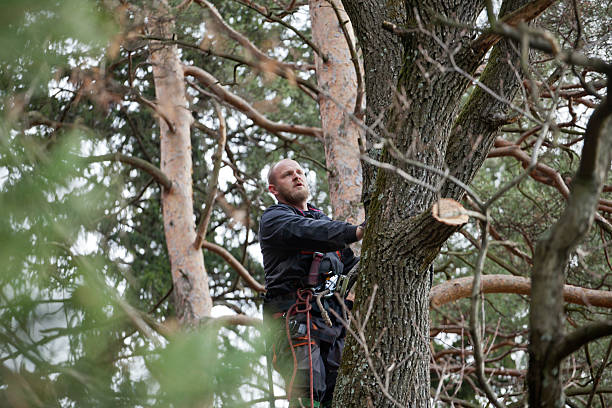 Best Arborist Consultation Services  in South Waverly, PA